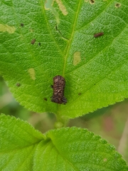 Octotoma scabripennis