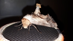 Imber tropicus