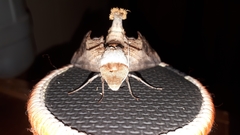 Imber tropicus