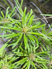 Pultenaea petiolaris