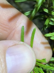 Pultenaea petiolaris