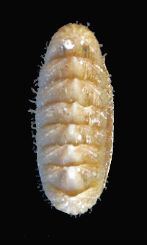 Callistoplax retusa