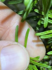 Pultenaea petiolaris