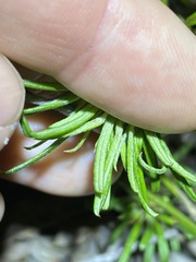 Pultenaea petiolaris