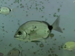 Diplodus holbrookii