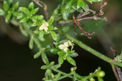 Galium angustifolium