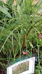 Russelia equisetiformis