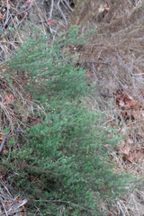 Galium angustifolium