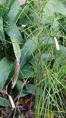 Russelia equisetiformis