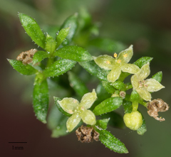 Galium angustifolium