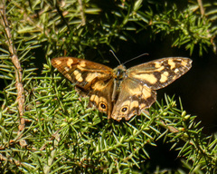 Heteronympha banksii banksii
