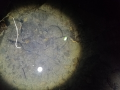 Paratya curvirostris