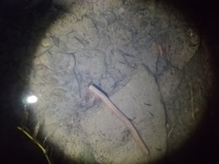 Paratya curvirostris