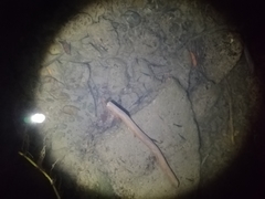 Paratya curvirostris