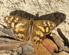 Heteronympha banksii banksii