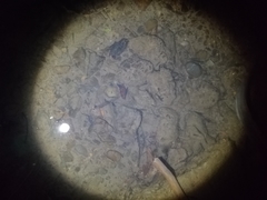 Paratya curvirostris