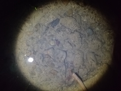 Paratya curvirostris