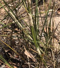 Lomandra leucocephala