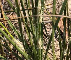 Lomandra leucocephala