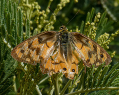 Heteronympha penelope penelope