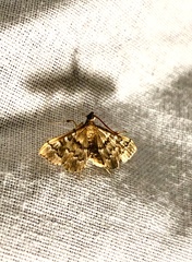 Nacoleia rhoeoalis