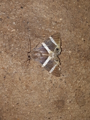 Grammodes
