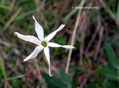 Narcissus deficiens