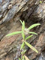 Spermacoce brachystema