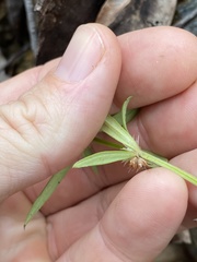 Spermacoce brachystema