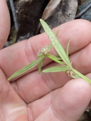 Spermacoce brachystema