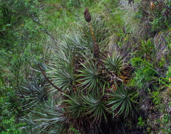 Puya glomerifera