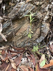 Spermacoce brachystema