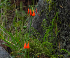 Stenomesson aurantiacum