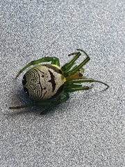Bijoaraneus praesignis