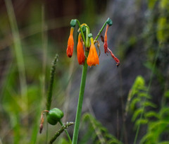 Stenomesson aurantiacum