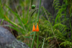 Stenomesson aurantiacum