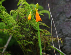 Stenomesson aurantiacum