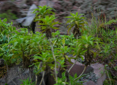 Siphocampylus giganteus