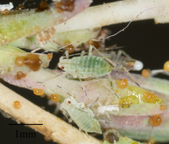 Acyrthosiphon lactucae