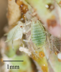 Acyrthosiphon lactucae