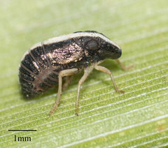 Caliscelidae