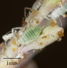 Acyrthosiphon lactucae