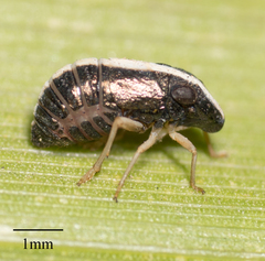 Caliscelidae