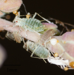 Acyrthosiphon lactucae