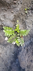 Asplenium decurrens