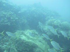 Caranx bartholomaei
