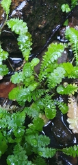 Leptinella tenella