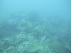 Caranx bartholomaei