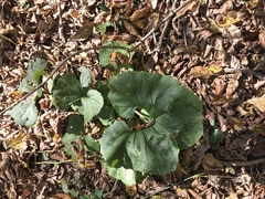 Arnoglossum