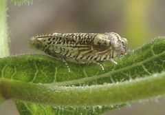 Eucosma argutipunctana
